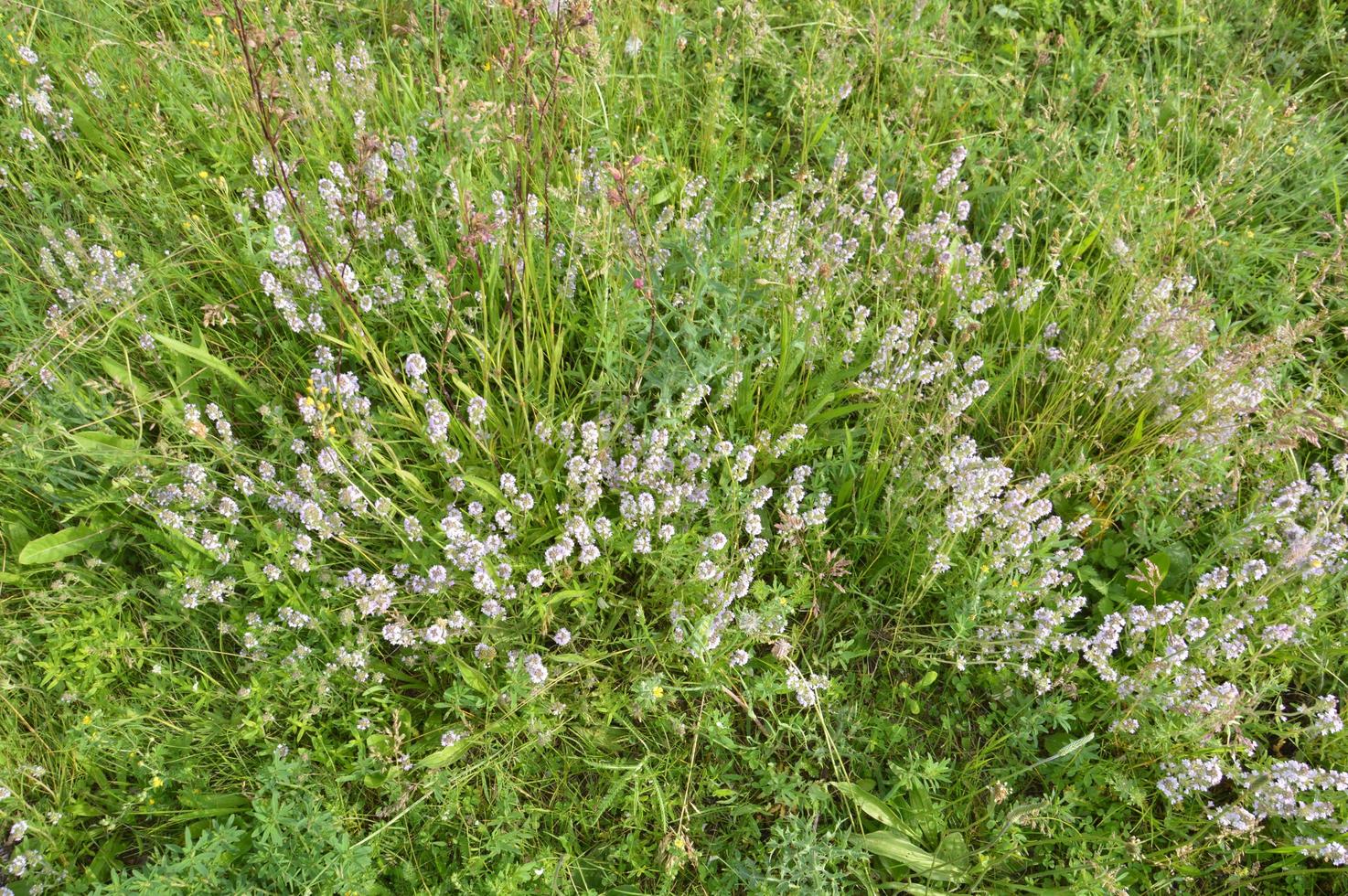 olika vildblommor blommade av gräs foto