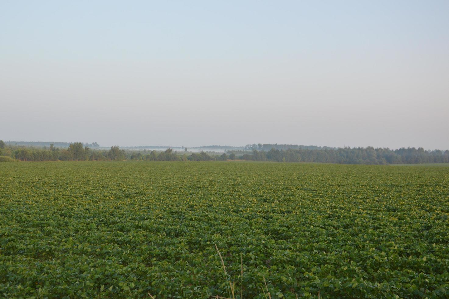 panorama av dimma i skogen ovanför träden foto