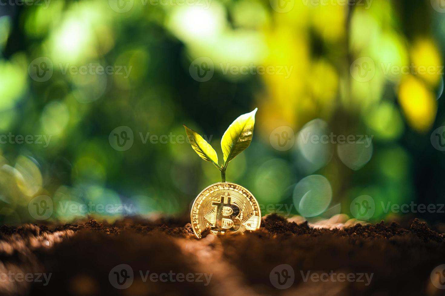 bitcoin tillväxt, bitcoin mynt på marken och löv växer. foto