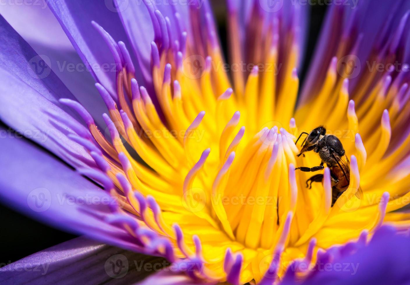 bi i det blå kronbladet och gul pollen av näckros foto