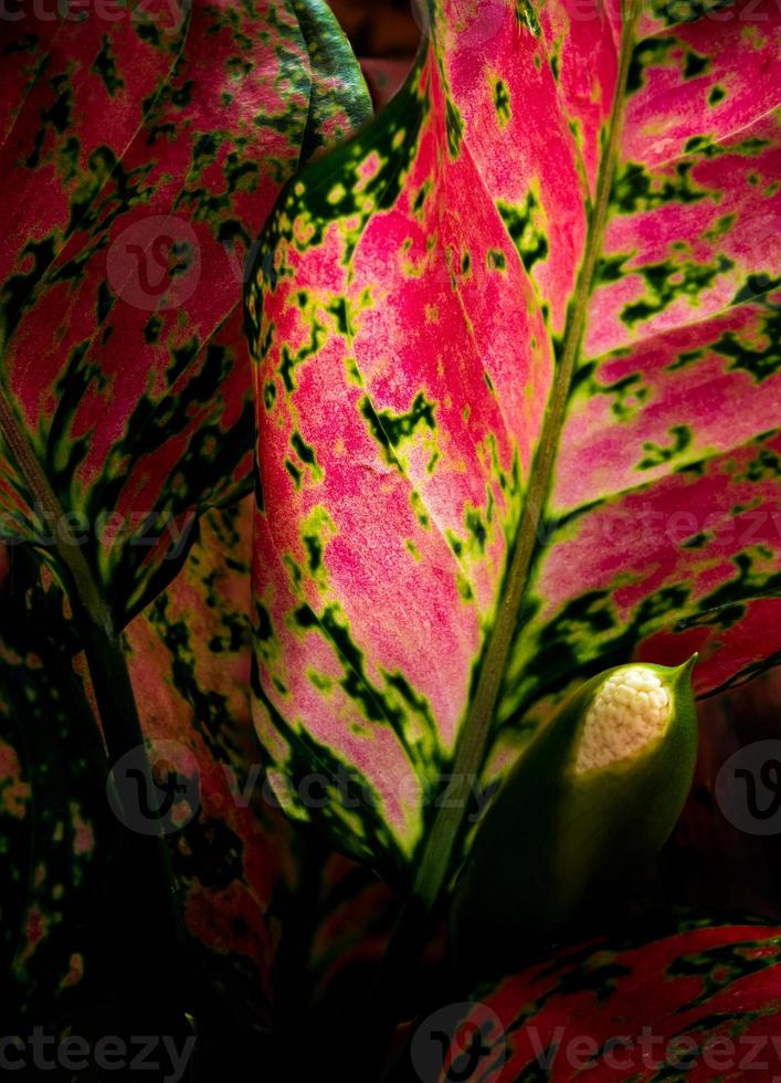 vacker färg på blad av aglaonema tropisk krukväxt foto