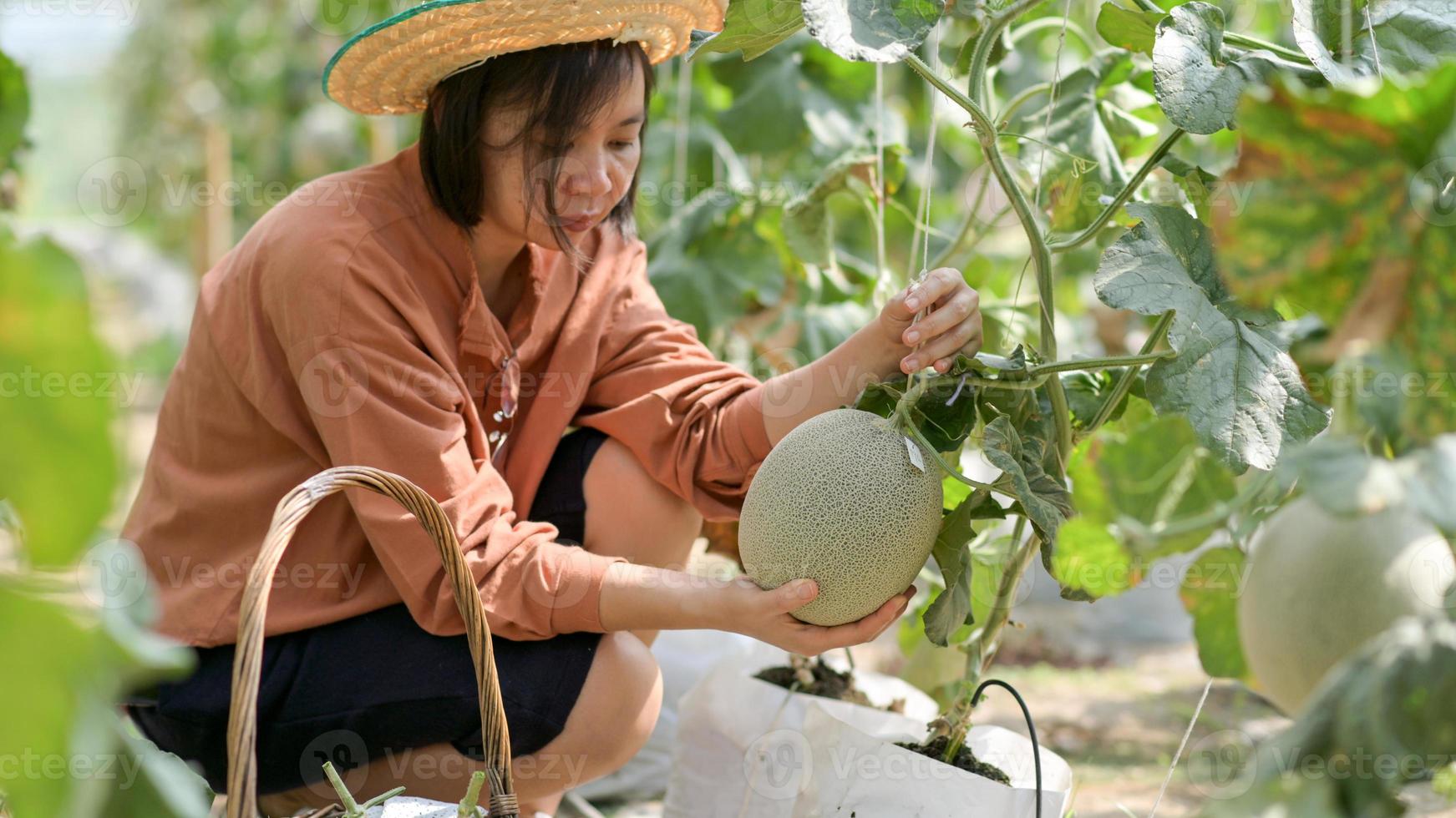 kvinnliga bönder som plockar meloner i trädgården. foto