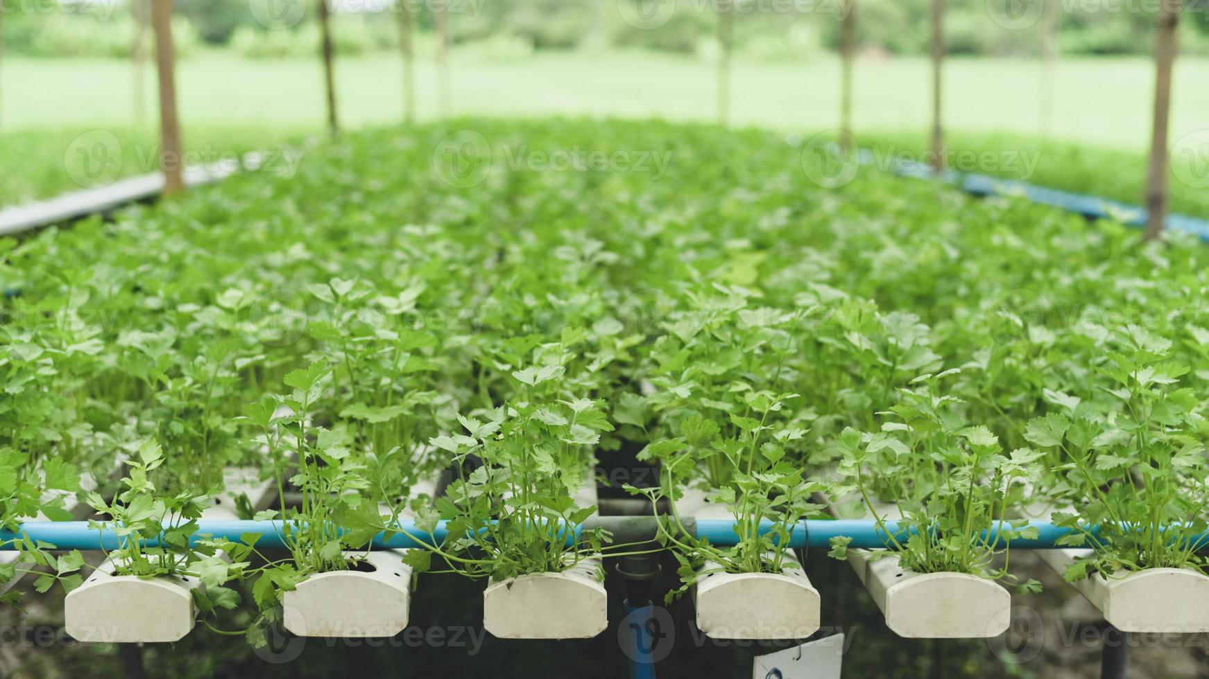 hydroponics korianderplantering i ett växthus, ekologiska grönsaker. foto