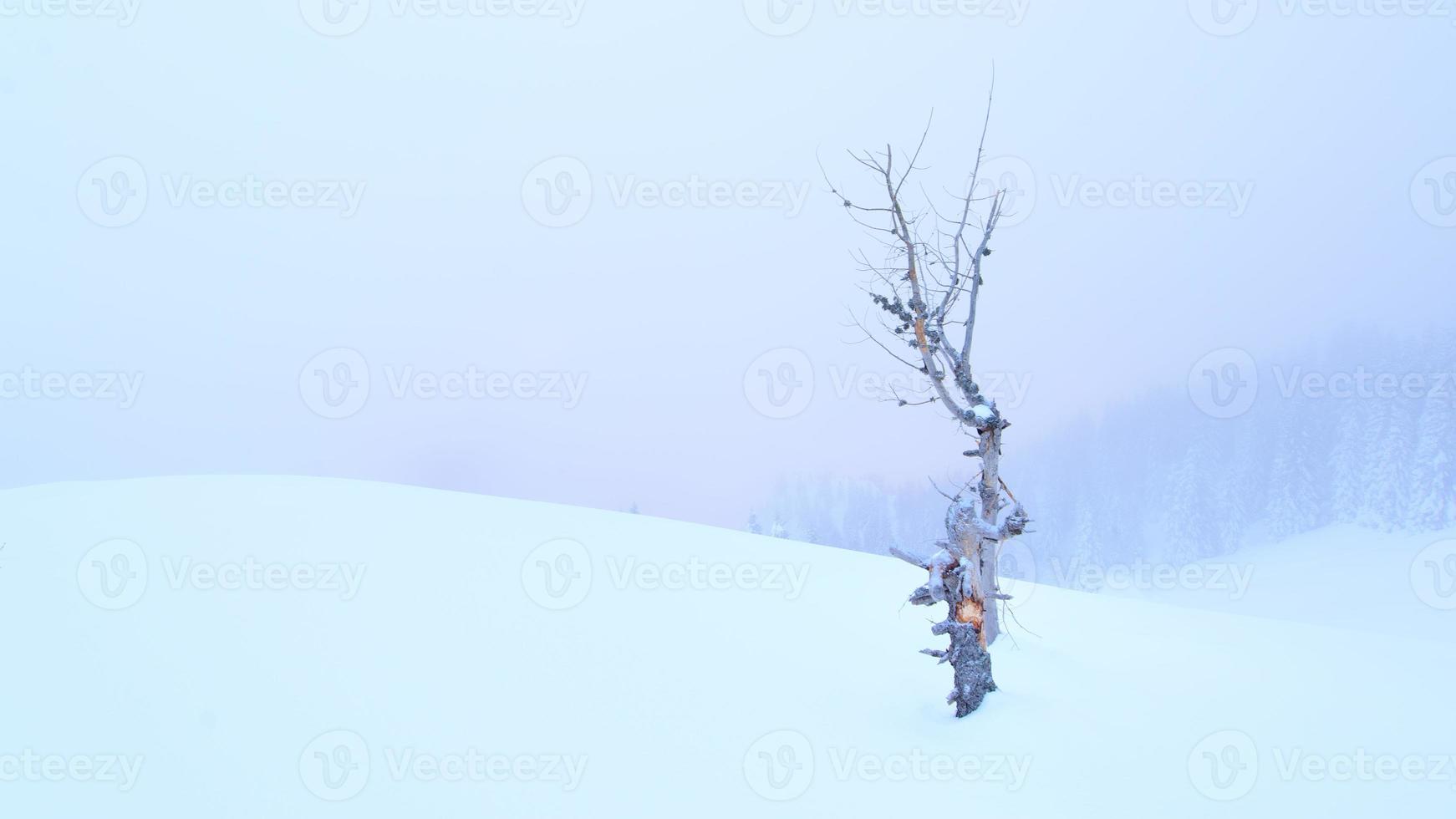 en torr lärkväxt ensam i snön foto