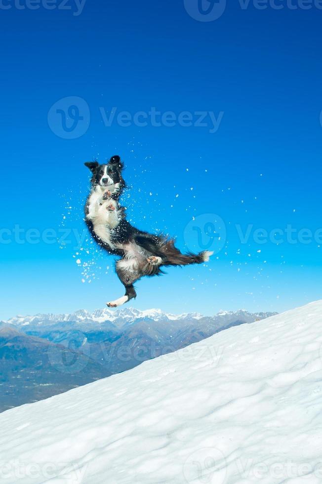border collie hoppar i snön i bergen foto