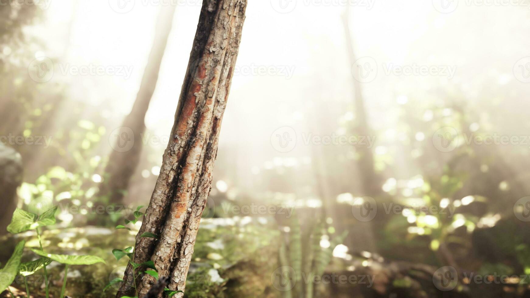 solen skiner in i den tropiska skogen foto