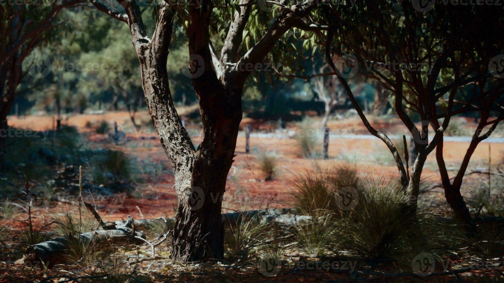 vandring spår genom de buske på Västra Australien foto