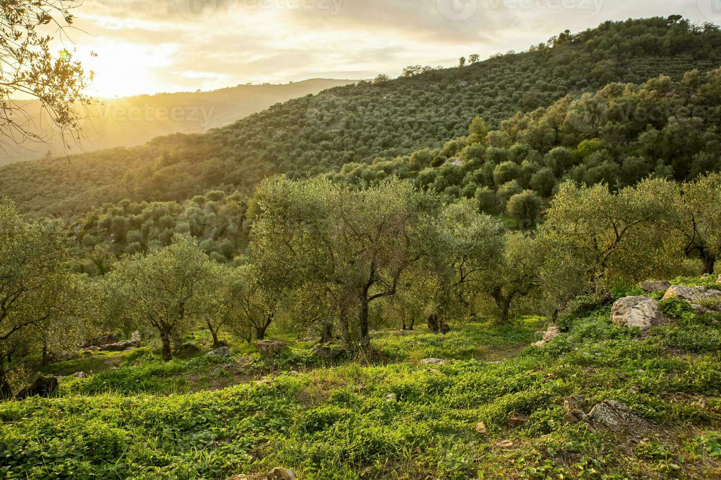 extra jungfrulig oliv olja är tillverkad från ligurian oliv träd. foto