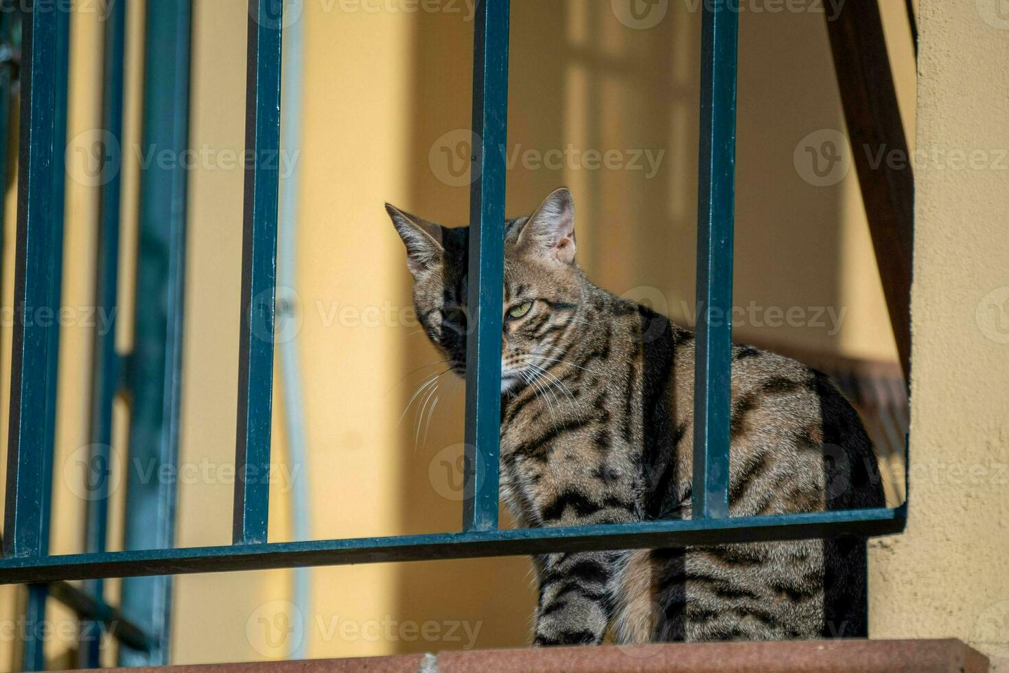 tabby katt ser från de balkong, sola. foto