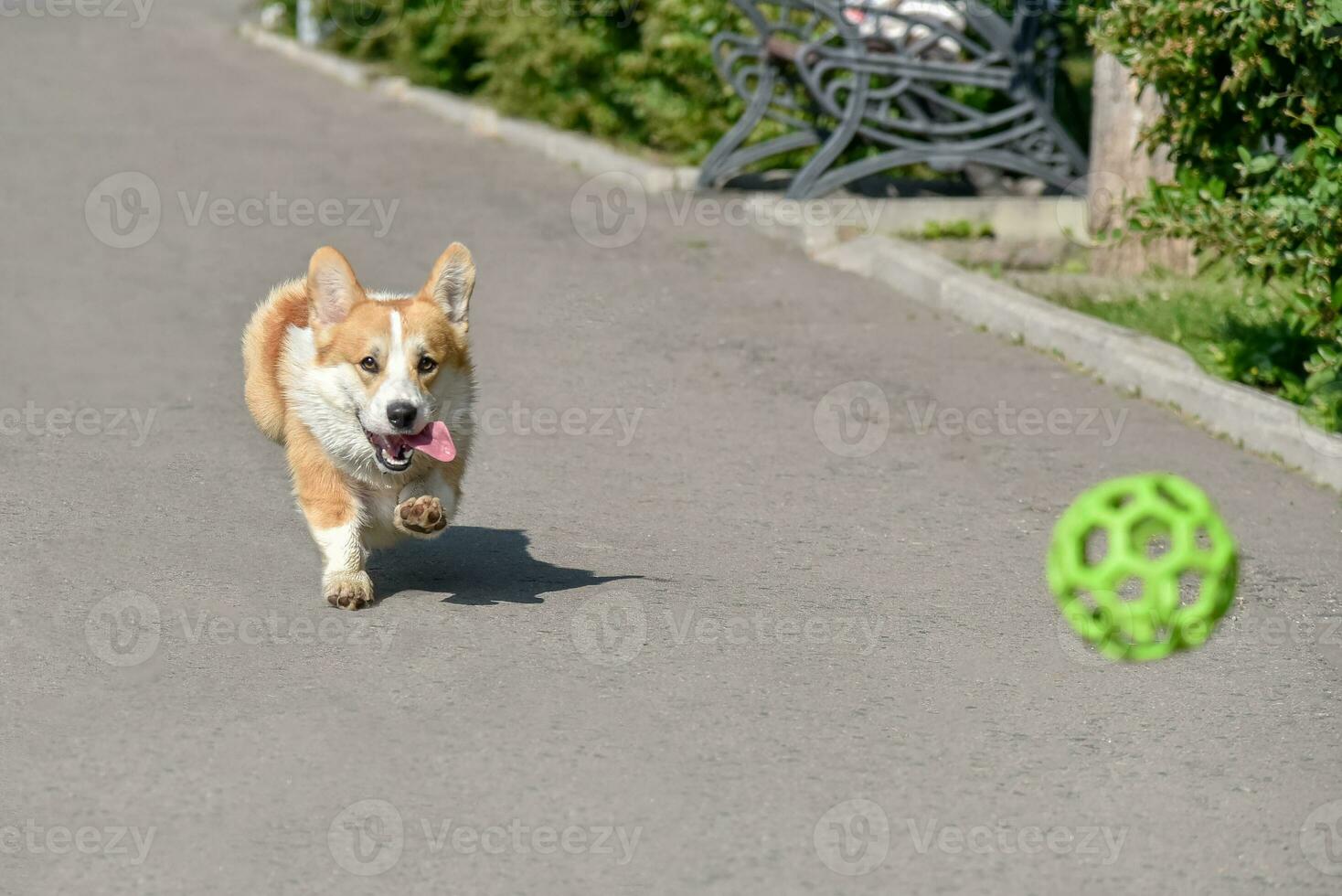 hund raser corgi kör av på en promenad med de boll foto