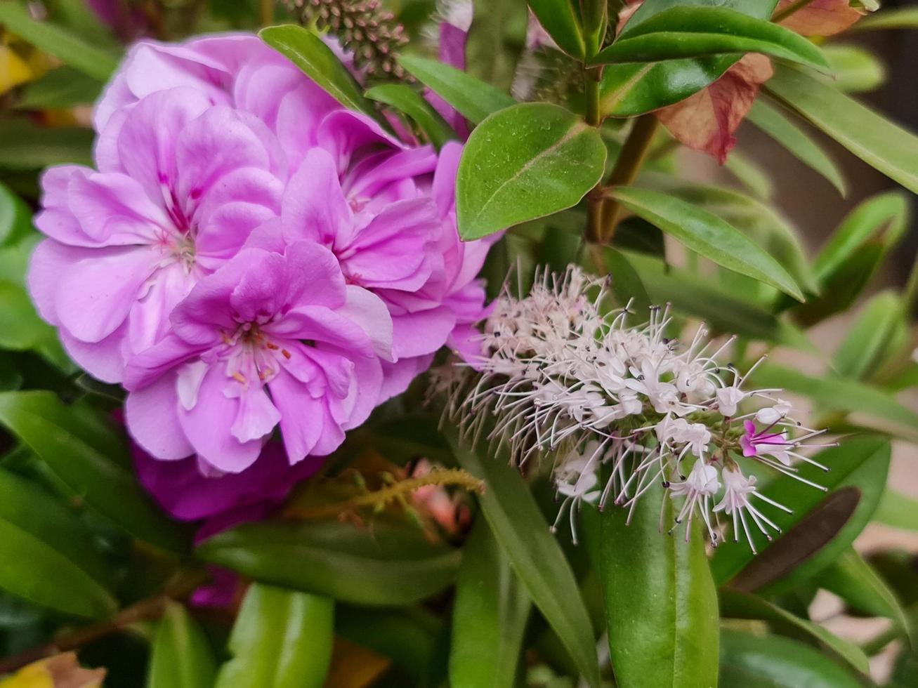 rosa malbonblomma i en trädgård under vårsäsongen foto