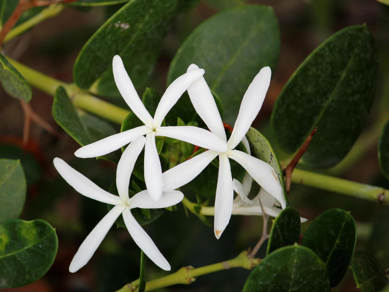 dekoration för tropiska trädgårdar med naturliga blommor foto