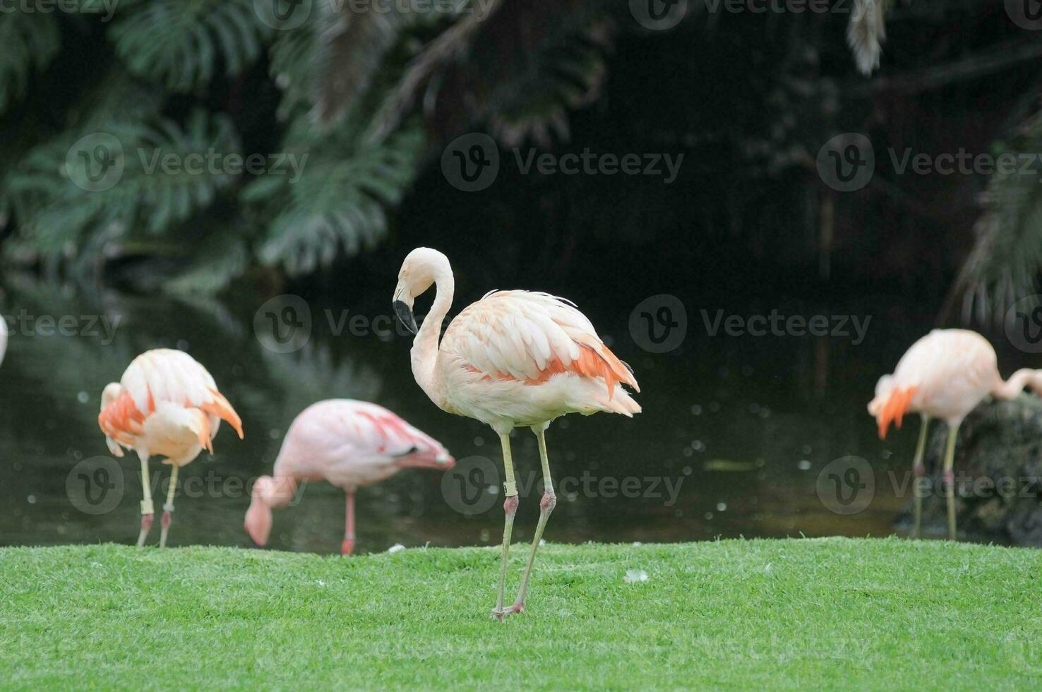 en grupp av flamingos stående på de gräs nära de vatten foto