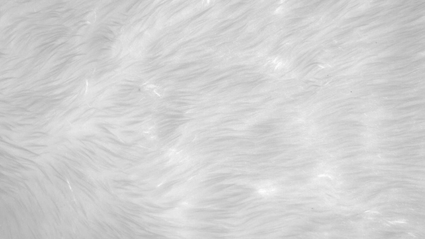 vit rena ull textur bakgrund. ljus naturlig får ull. vit sömlös bomull. textur av fluffig päls för designers. närbild fragment vit ull matta... foto