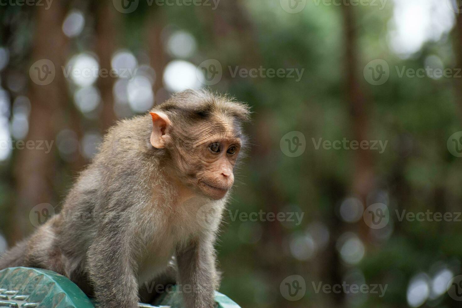 rhesus apa Sammanträde och ser runt om foto