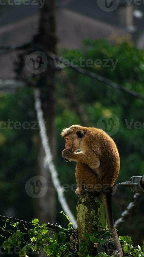 bild av de toque makak är en rödaktig brun färgad gammal värld apa endemisk till sri lanka foto