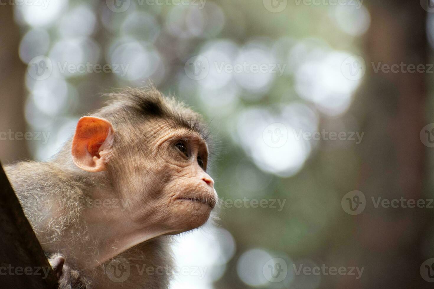 rhesus apa Sammanträde och ser runt om foto