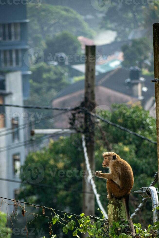 bild av de toque makak är en rödaktig brunfärgad gammal värld apa endemisk till sri lanka foto