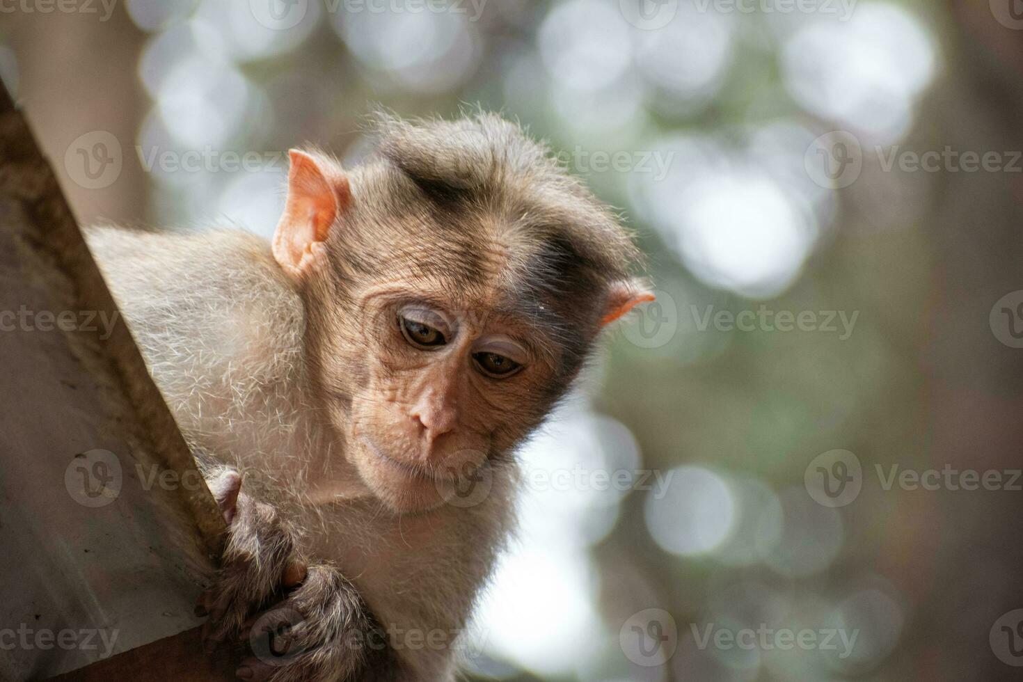 rhesus apa Sammanträde och ser runt om foto