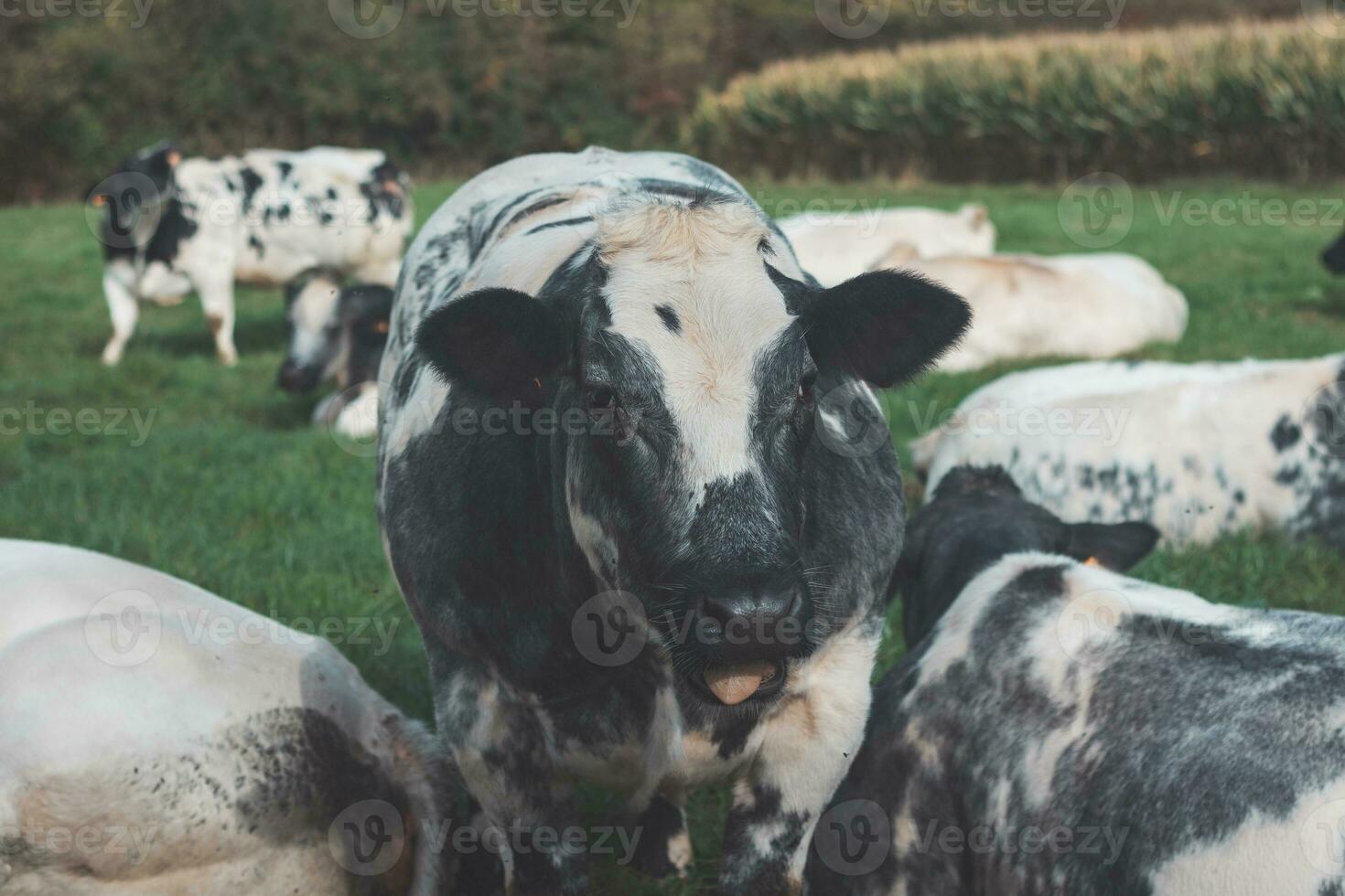 porträtt av en inhemsk svart och vit ko betning i en fält i de Flandern område, belgien foto