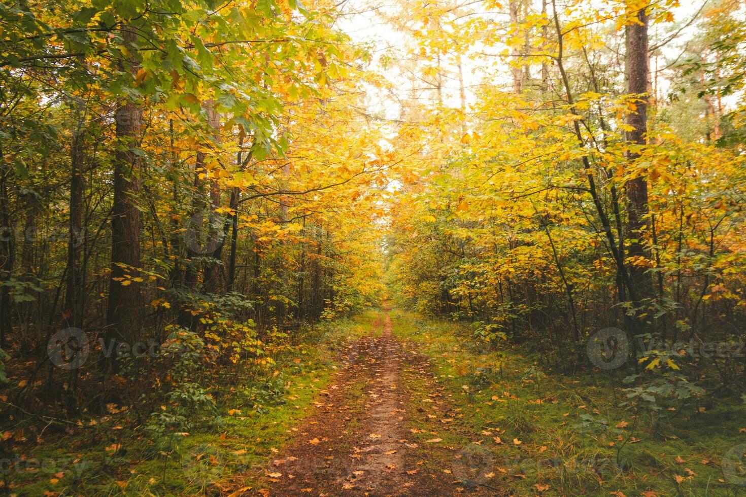 färgrik höst skog i hoge kempen nationell parkera, östra belgien under solnedgång. en promenad genom de vildmark i de Flandern område i november foto