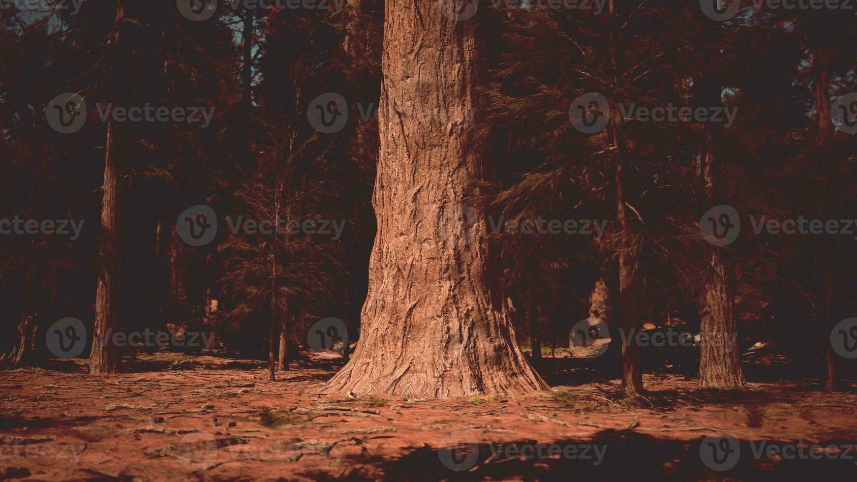 solnedgång se i de skog i sequoia nationell parkera foto