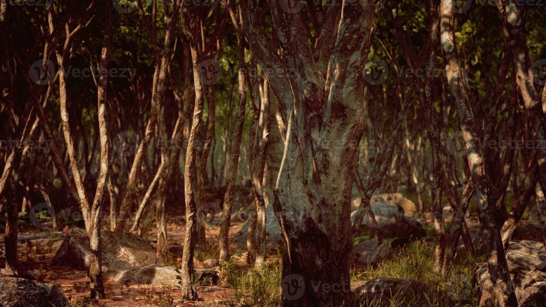 mörk dimmig berg skog landskap foto