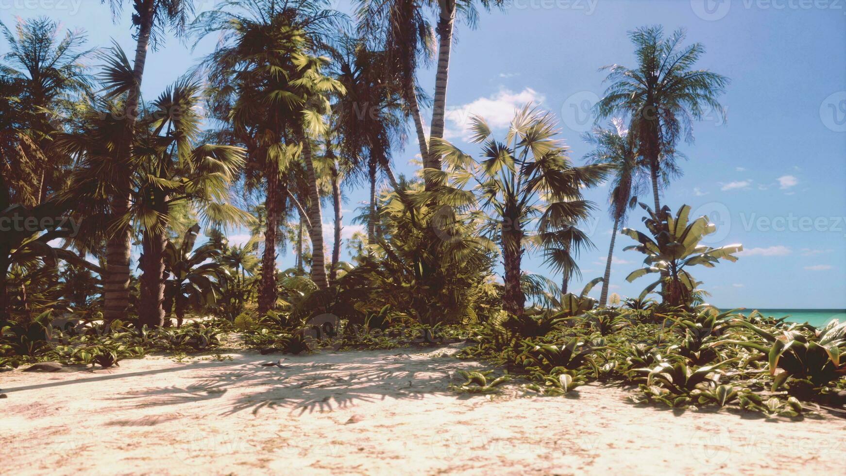 se av trevlig tropisk strand med palmer runt om foto