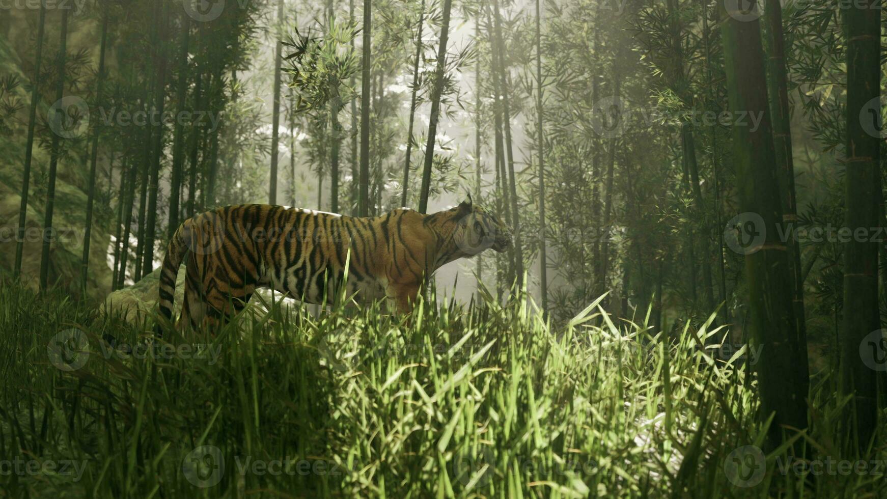 bengal tiger strövar genom en lund av bambu sökande för dess byte foto