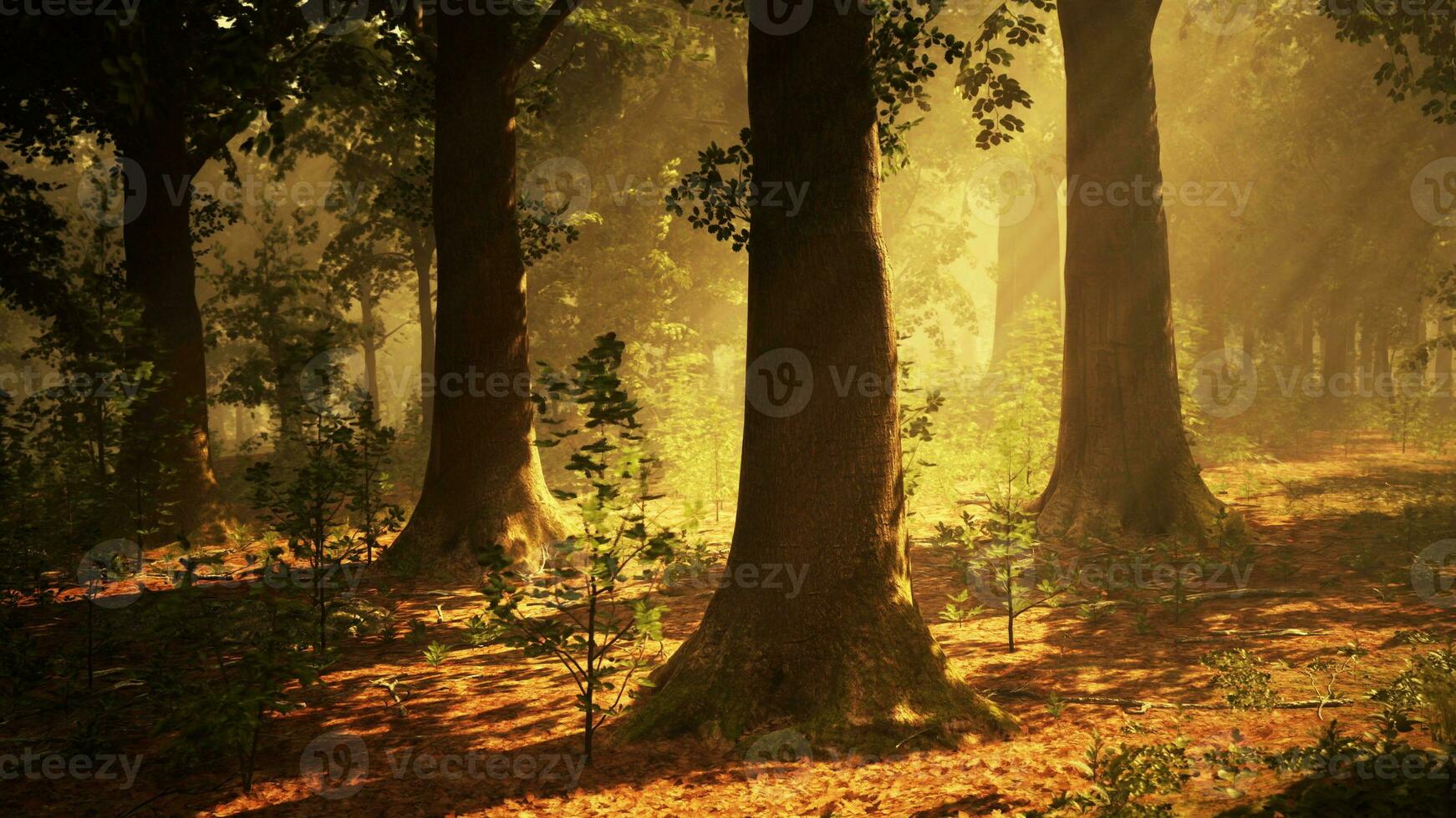 panoramautsikt över den majestätiska vintergröna skogen i en morgondimma foto