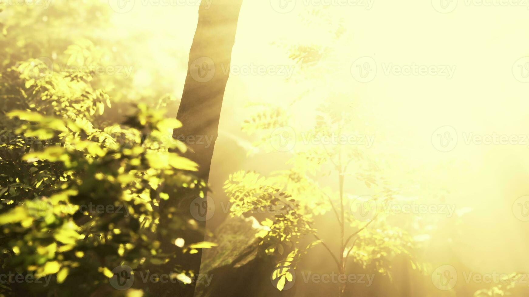 solen skiner in i den tropiska skogen foto