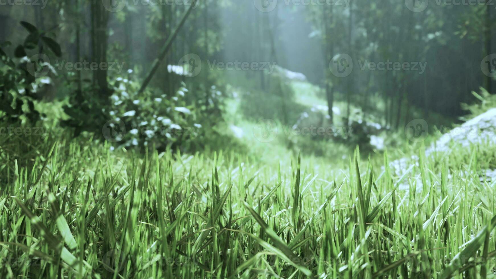 grön bambu skog i de morgon- solljus foto