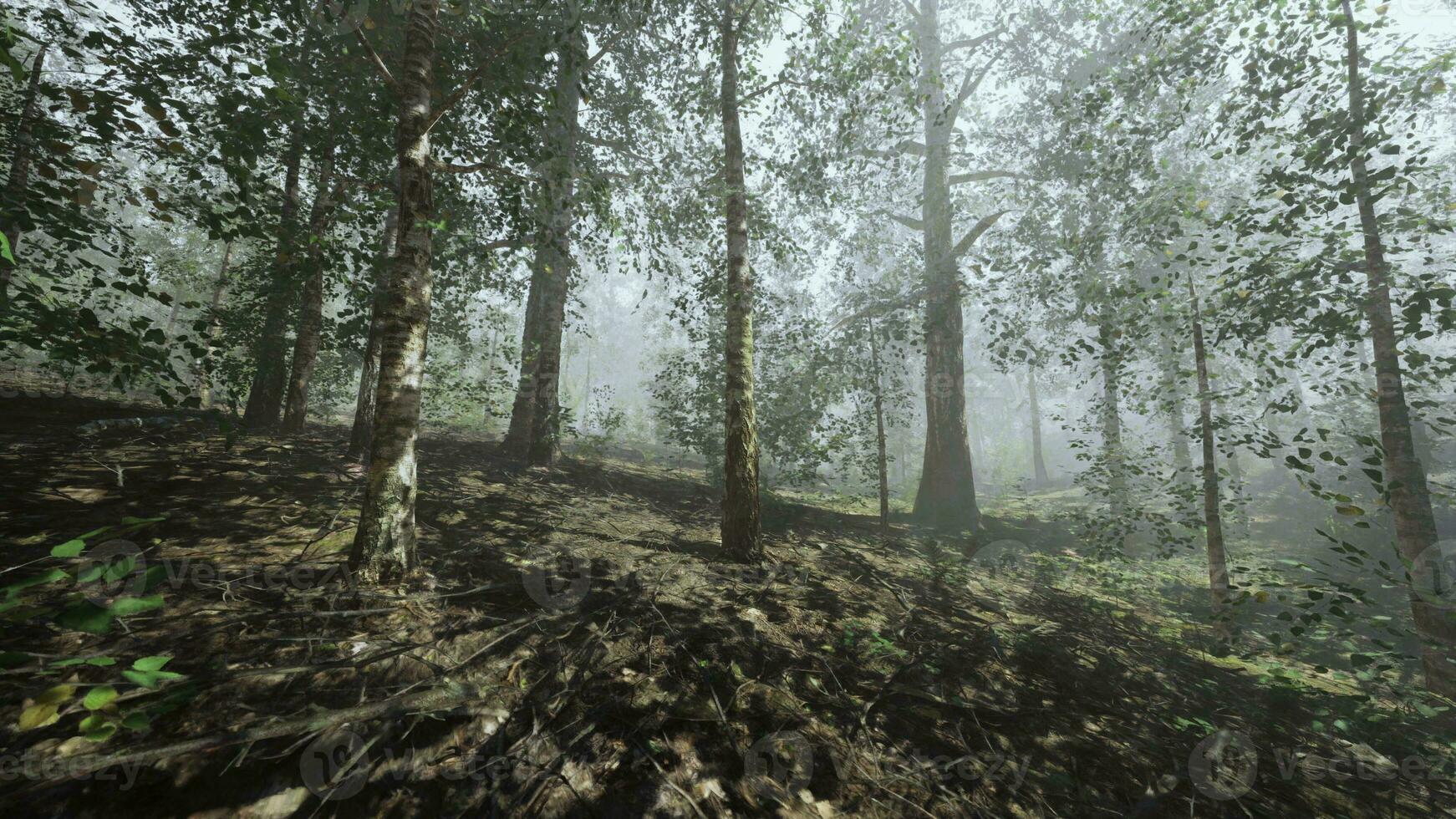 en skog fylld med massor av träd täckt i dimma foto
