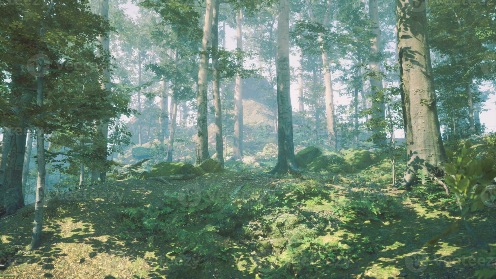 panoramautsikt över den majestätiska vintergröna skogen i en morgondimma foto