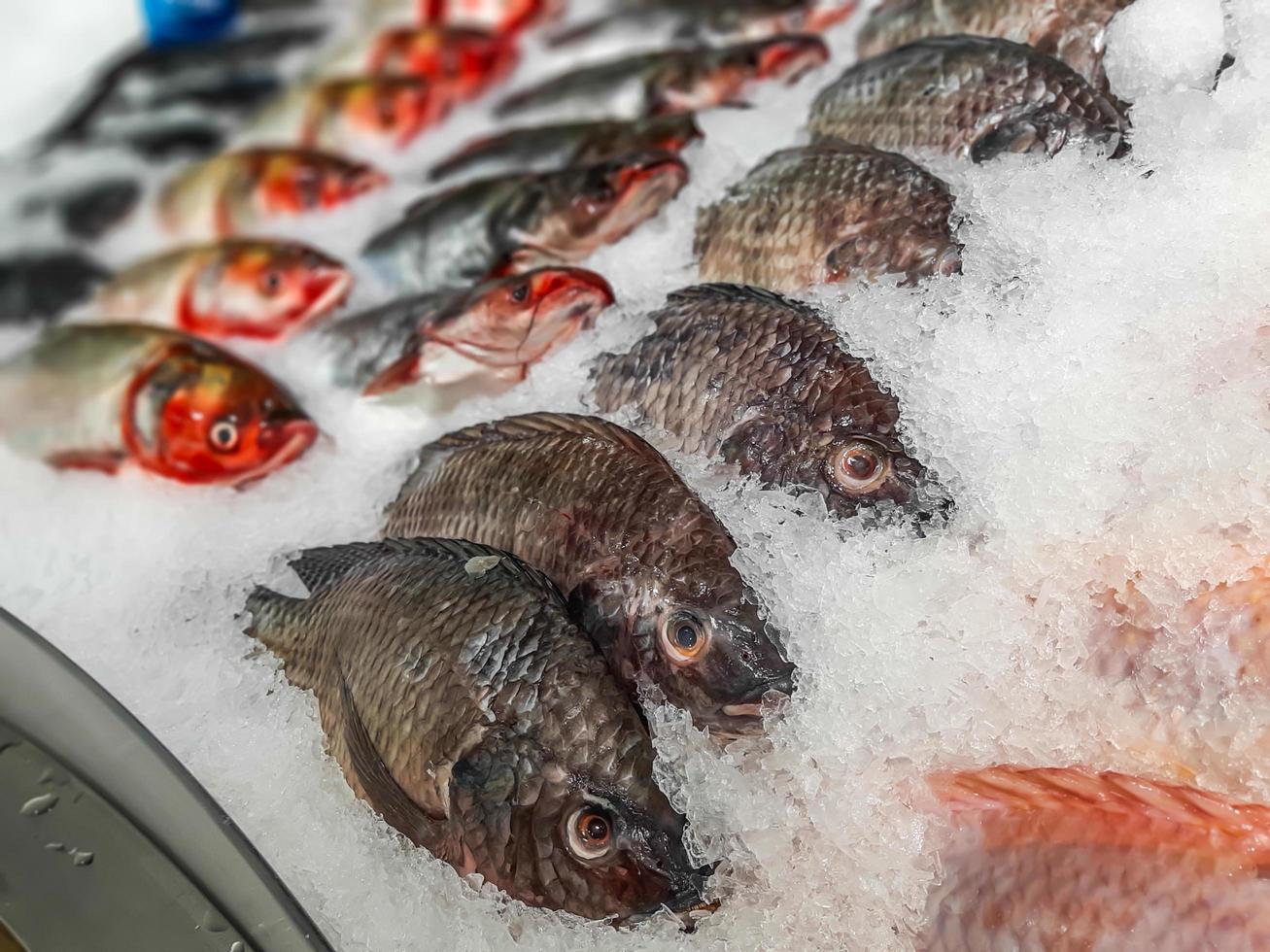 närbild rå färsk fisk kyla på is i skaldjur marknad bås foto