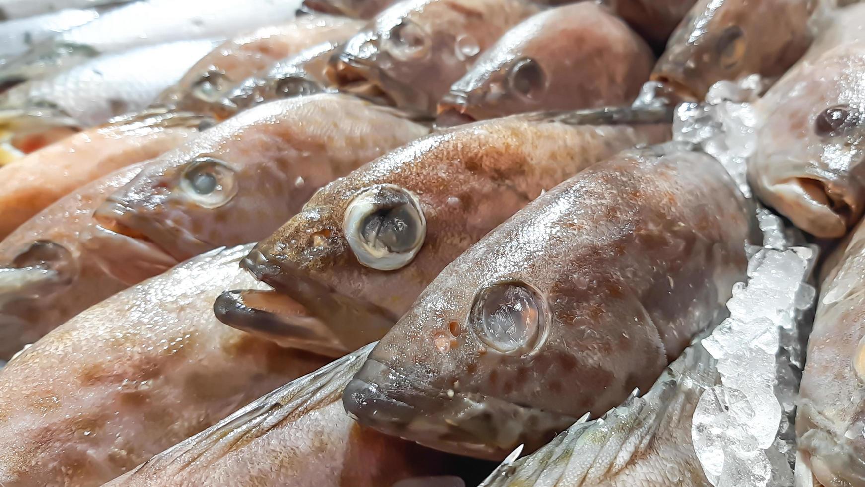 närbild rå färsk fisk kyla på is i skaldjur marknad bås foto