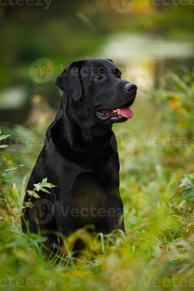 svart labrador sitter i gräset foto