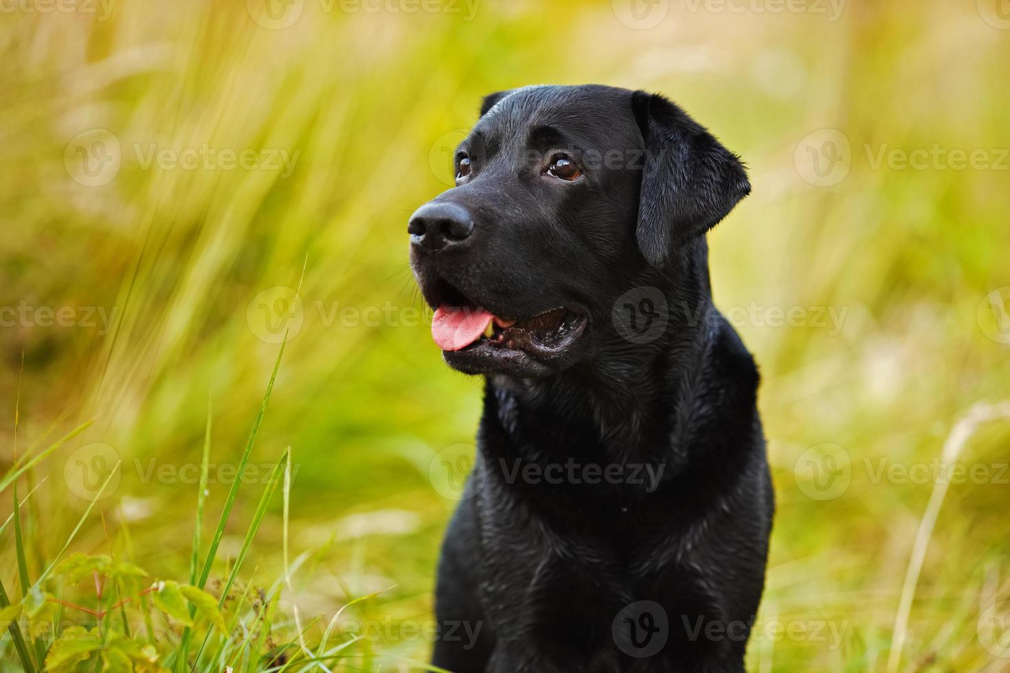svart labrador på en bakgrund av gräs foto