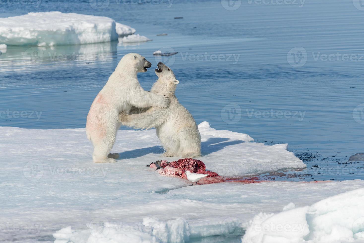 två vilda isbjörnar som äter dödad säl på packisen norr om ön spitsbergen, svalbard foto