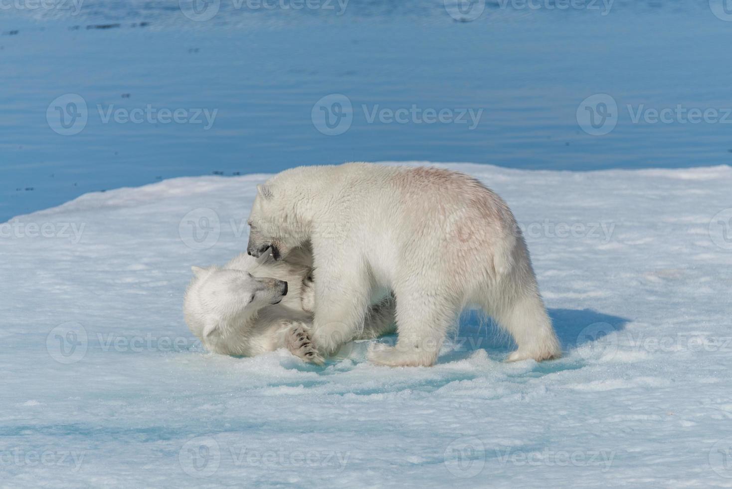 två unga vilda isbjörnungar som leker på packis i ishavet, norr om svalbard foto