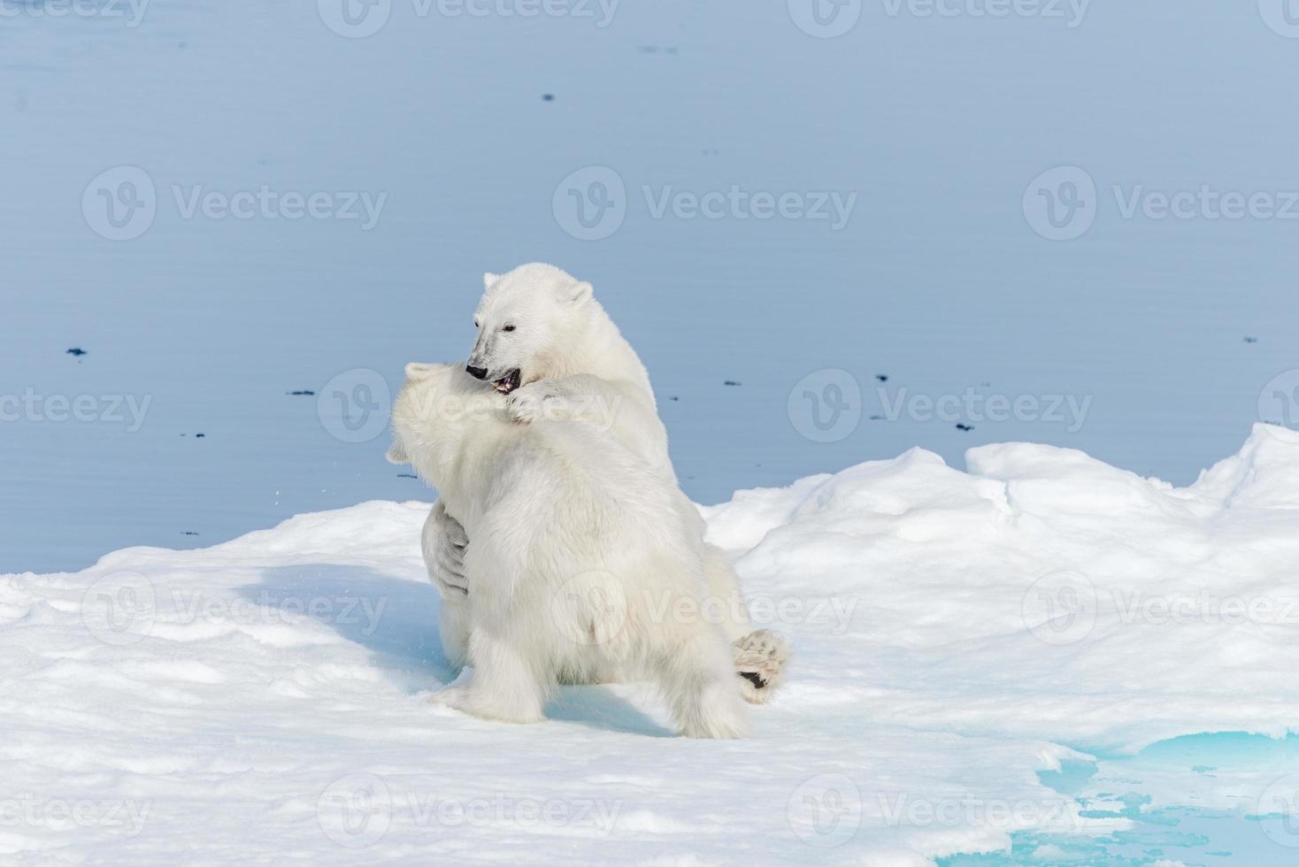 två unga vilda isbjörnungar som leker på packis i ishavet, norr om svalbard foto