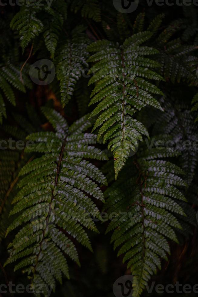 gröna blad av ormbunksväxt foto