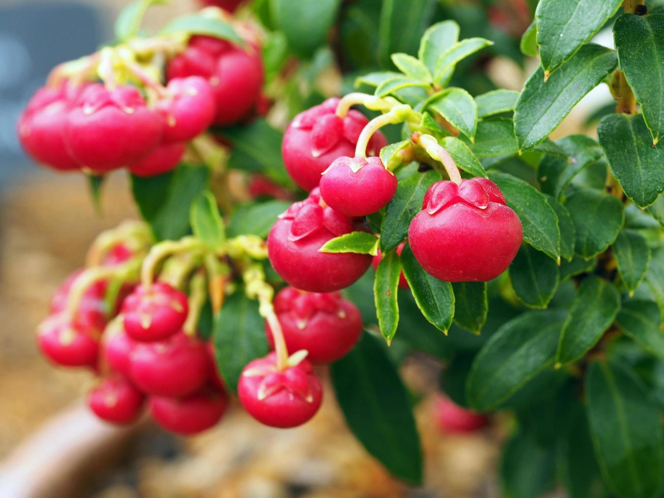 röda bär och gröna blad av gaultheria john saxton foto