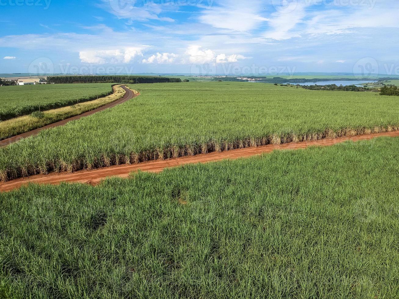 grönt sockerrör fält på Sao Paulo delstaten, Brasilien foto