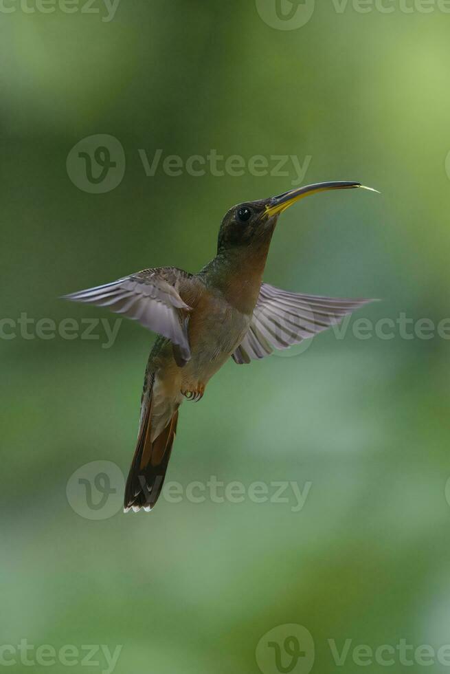 rufous-breasted eremit, glaucis hirsutus, i flyg, manu nationell parkera, peruvian amazon moln skog, peru foto