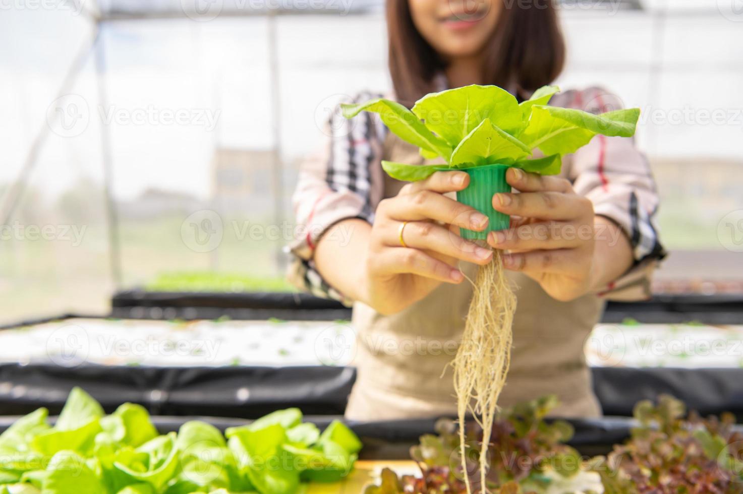 ung asiatisk hydroponics ekologisk bonde som samlar grönsaker sallad och ger i plantskolans växthus. människors livsstil och affärer. inomhus jordbruk och odlingsmiljö trädgårdsmästare koncept foto