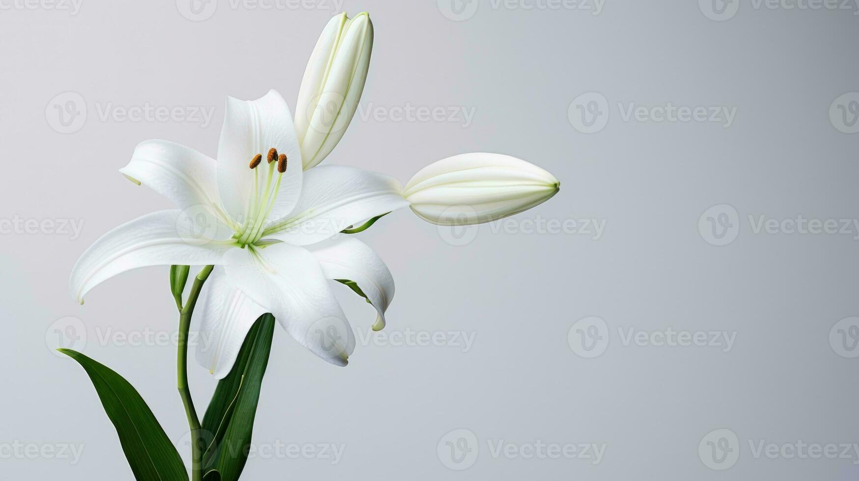 ai genererad bakgrund lilja isolerat blommig natur blomma makro vår friskhet stamen foto