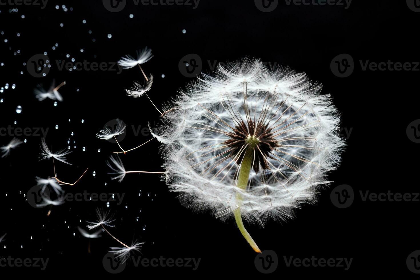 ai genererad vit sommar blåser fluffig blomma mjukhet natur närbild utsäde blomma makro blowball foto