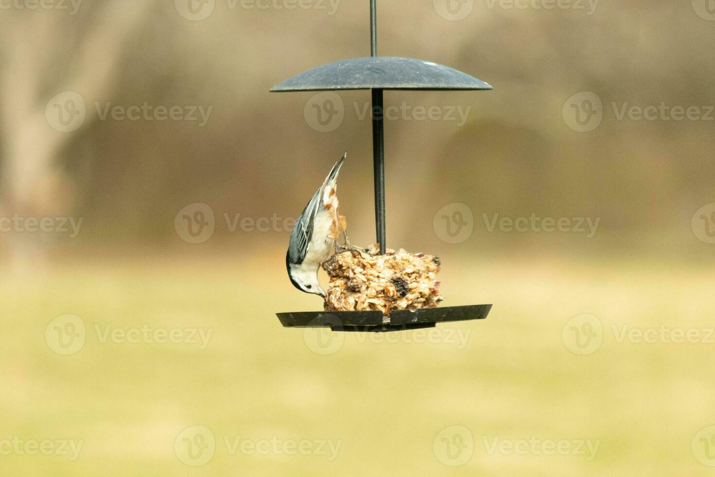 detta söt liten nötväcka kom ut till de fågelfrö kaka för några mat. detta fågel har en grå och svart kropp med en vit ansikte. de mat är hängande på en svart metall stå. foto