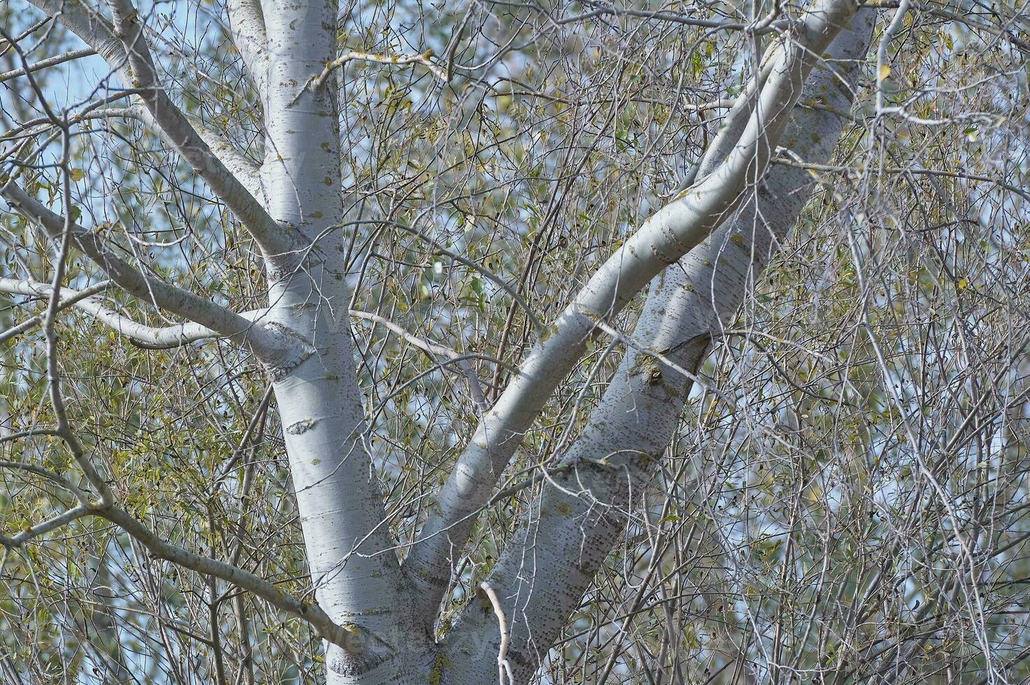 höst träd gren med skön naturlig tillväxt och löv foto